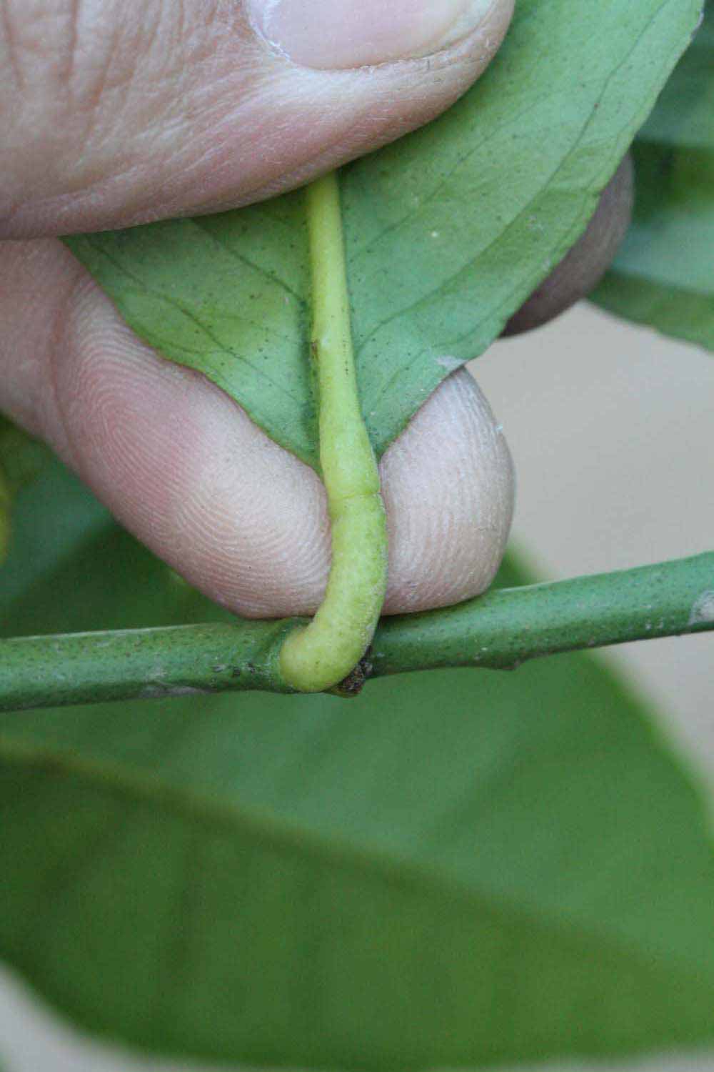              Petiole (Riverside, CA)       